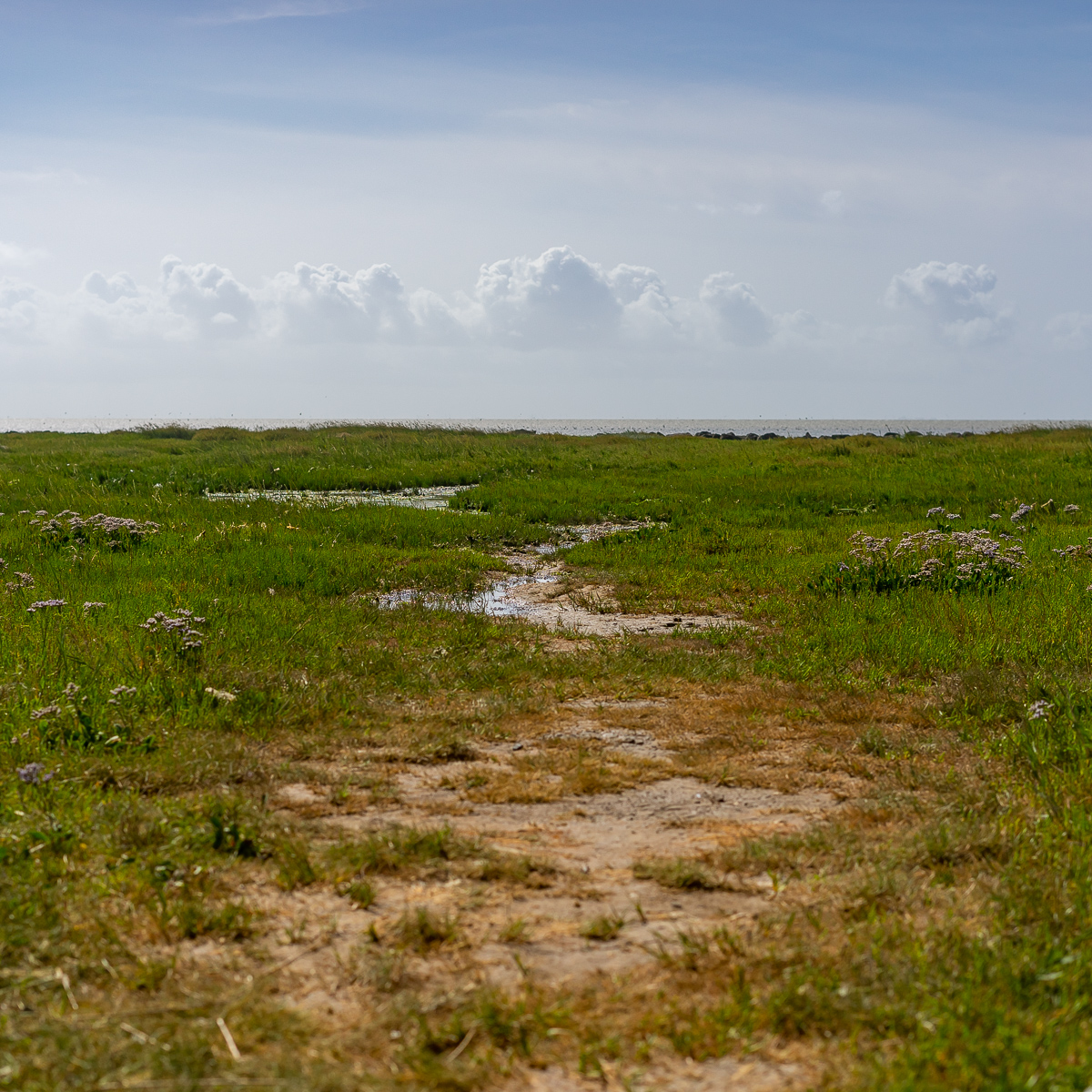 _DSC2515.jpg